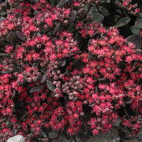 Fetthenne dunkel purpurrosa, Topf Ø 12 cm, 3 Pflanzen