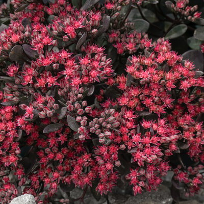 Fetthenne dunkel purpurrosa, Topf Ø 12 cm, 3 Pflanzen