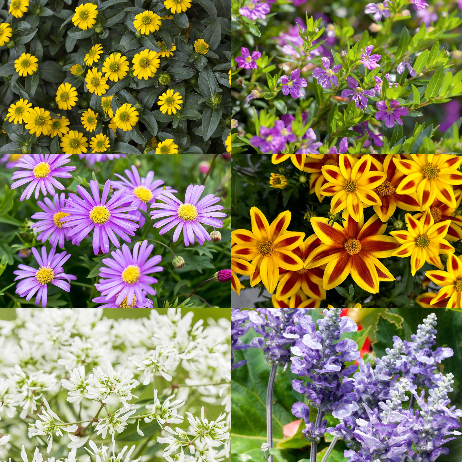 Pflanzenkreation 'Insektenbuffet', lila-gelb-weiß, 12 Pflanzen + Erde + Dünger