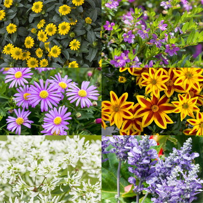 Pflanzenkreation 'Insektenbuffet', lila-gelb-weiß, 12 Pflanzen + Erde + Dünger