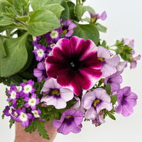 Sommerblumen-Mix, nach Verfügbarkeit, Topf-Ø 13 cm, 3 Pflanzen