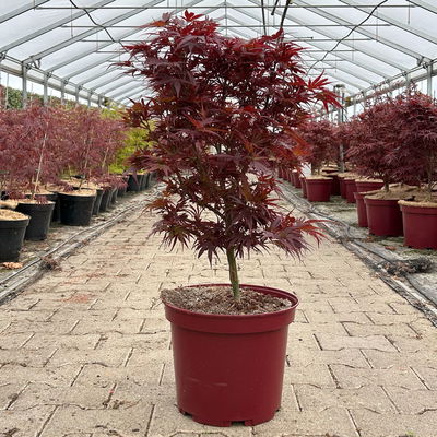 Japanischer Zwergahorn 'Shaina', Höhe 60 - 80 cm, Topf 10 Liter