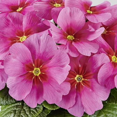 Primel 'Raesberry', Farben zufällig, mit rotem Auge Topf-Ø 11 cm, 8 Pflanzen Primel 'Raesberry', Farben zufällig, mit rotem Auge Topf-Ø 11 cm, 8 Pflanzen