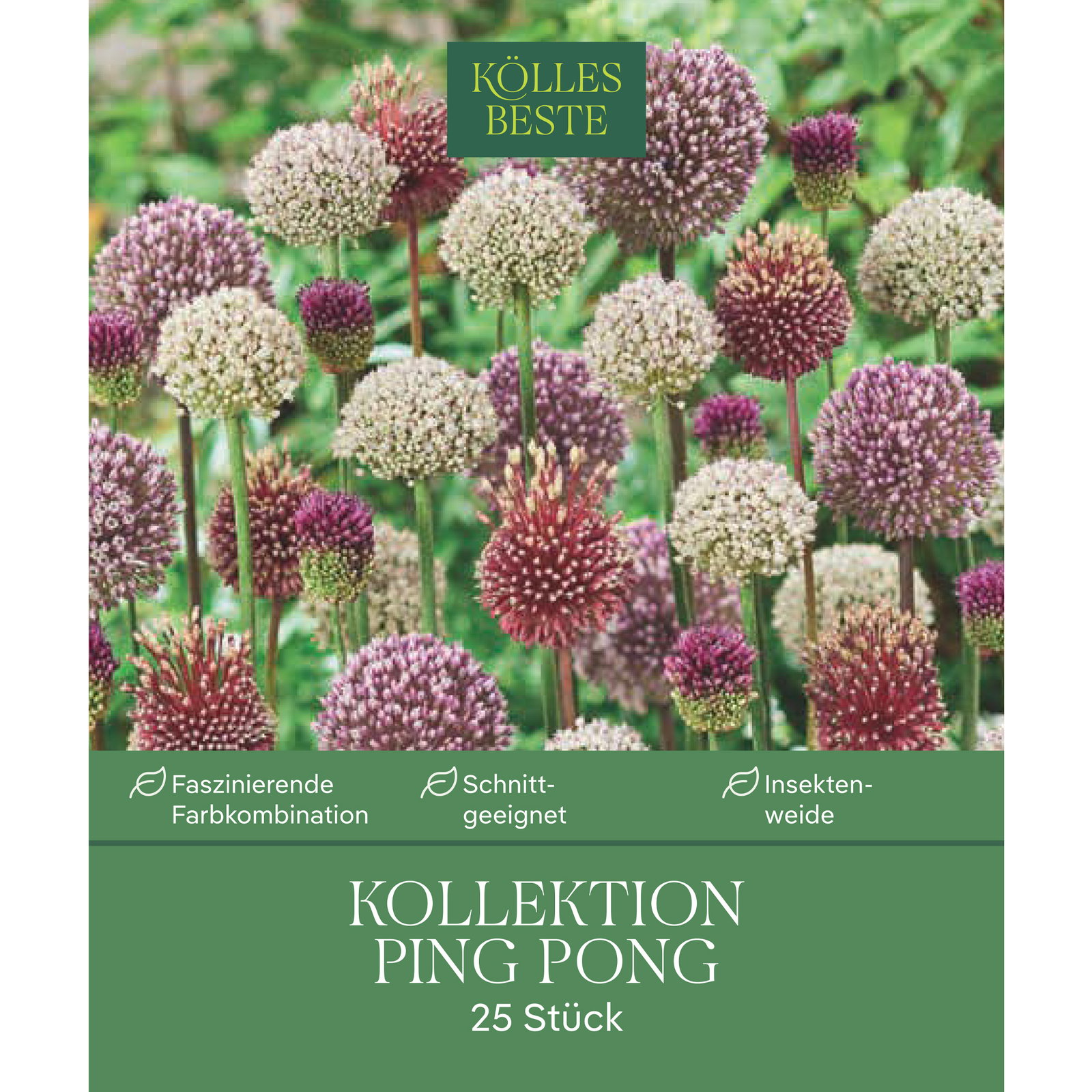 Zierlauch Allium Ping Pong, 25 Zwiebeln