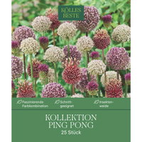 Zierlauch Allium Ping Pong, 25 Zwiebeln