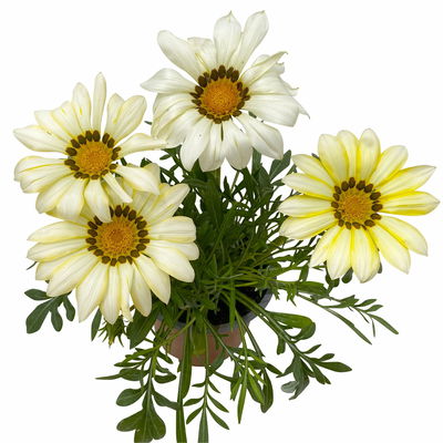 Mittagsgold Farbe zufällig, Topf-Ø 12 cm, 6er-Set Mittagsgold Farbe zufällig, Topf-Ø 12 cm, 6er-Set