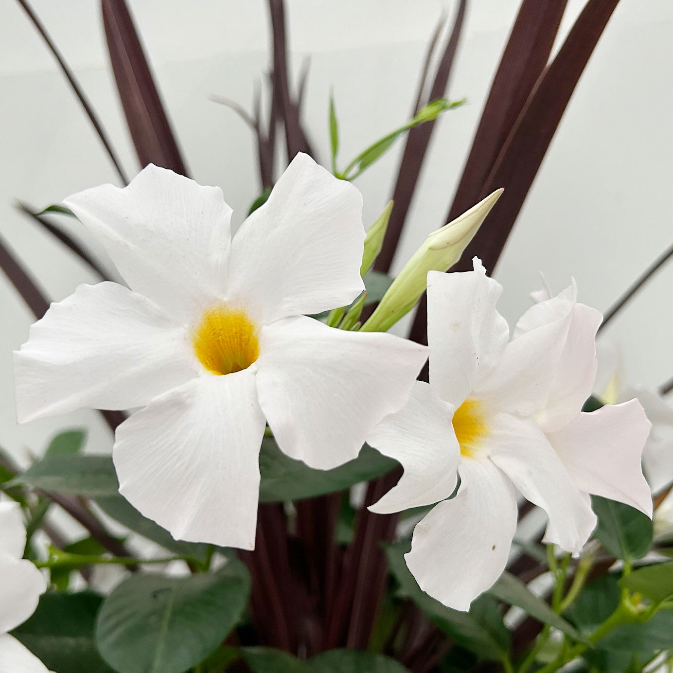 Mixtopf Dipladenia mit Keulenlilie, Farbe zufällig, Topf-Ø 26 cm