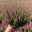 Calluna 'Beauty Ladies® Mintberry', rot/lila mit mint, Topf-Ø 13 cm, 3 Pflanzen