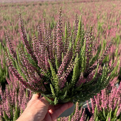 Calluna 'Beauty Ladies® Mintberry', rot/lila mit mint, Topf-Ø 13 cm, 3 Pflanzen Calluna 'Beauty Ladies® Mintberry', rot/lila mit mint, Topf-Ø 13 cm, 3 Pflanzen