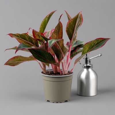 Aglaonema 'Crete', mit Übertopf Dallas weiß, Topf-Ø 12 cm Aglaonema 'Crete', mit Übertopf Dallas weiß, Topf-Ø 12 cm