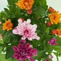 Chrysanthemen 'Trio' rosa-lila-orange, Topf-Ø 12cm, 6 Stück