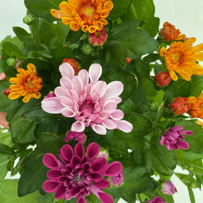 Chrysanthemen 'Trio', rosa-lila-orange, Topf-Ø 12 cm, 6 Pflanzen Chrysanthemen 'Trio', rosa-lila-orange, Topf-Ø 12 cm, 6 Pflanzen