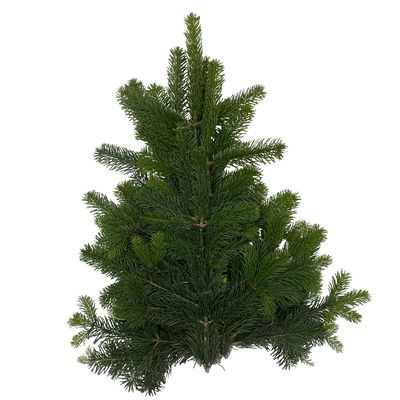 Nordmann- und Nobilis Tannenzweige im Handbund, ca. 1 kg, 4 Bund