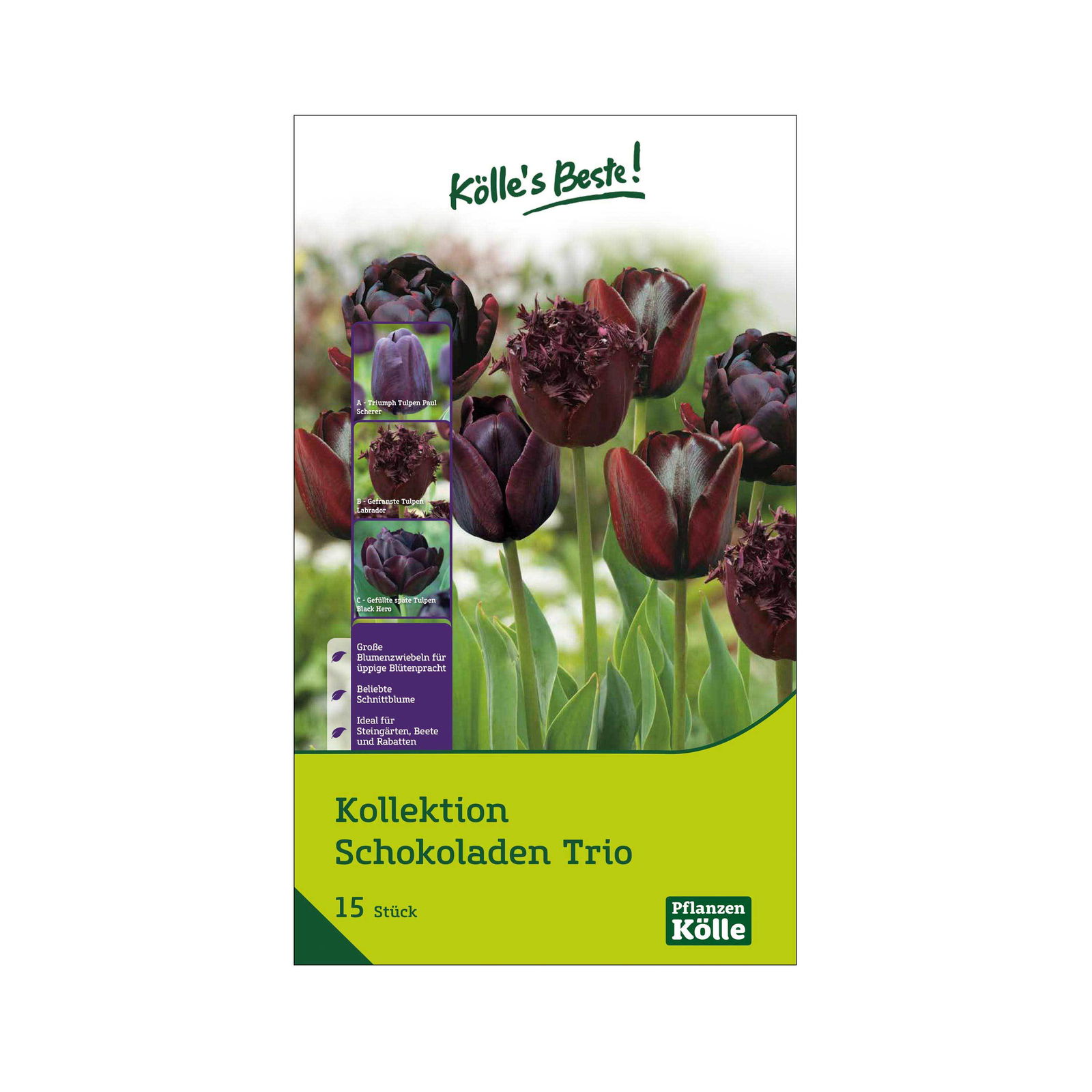 Tulpen Kollektion 'Schokoladen-Trio', Dunkelrot bis Schwarz, 15 Blumenzwiebeln