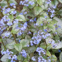 Bio Kaukasus-Vergissmeinnicht 'Jack Frost', blau, Topf-Ø 12 cm, 3 Pflanzen