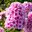 Phlox