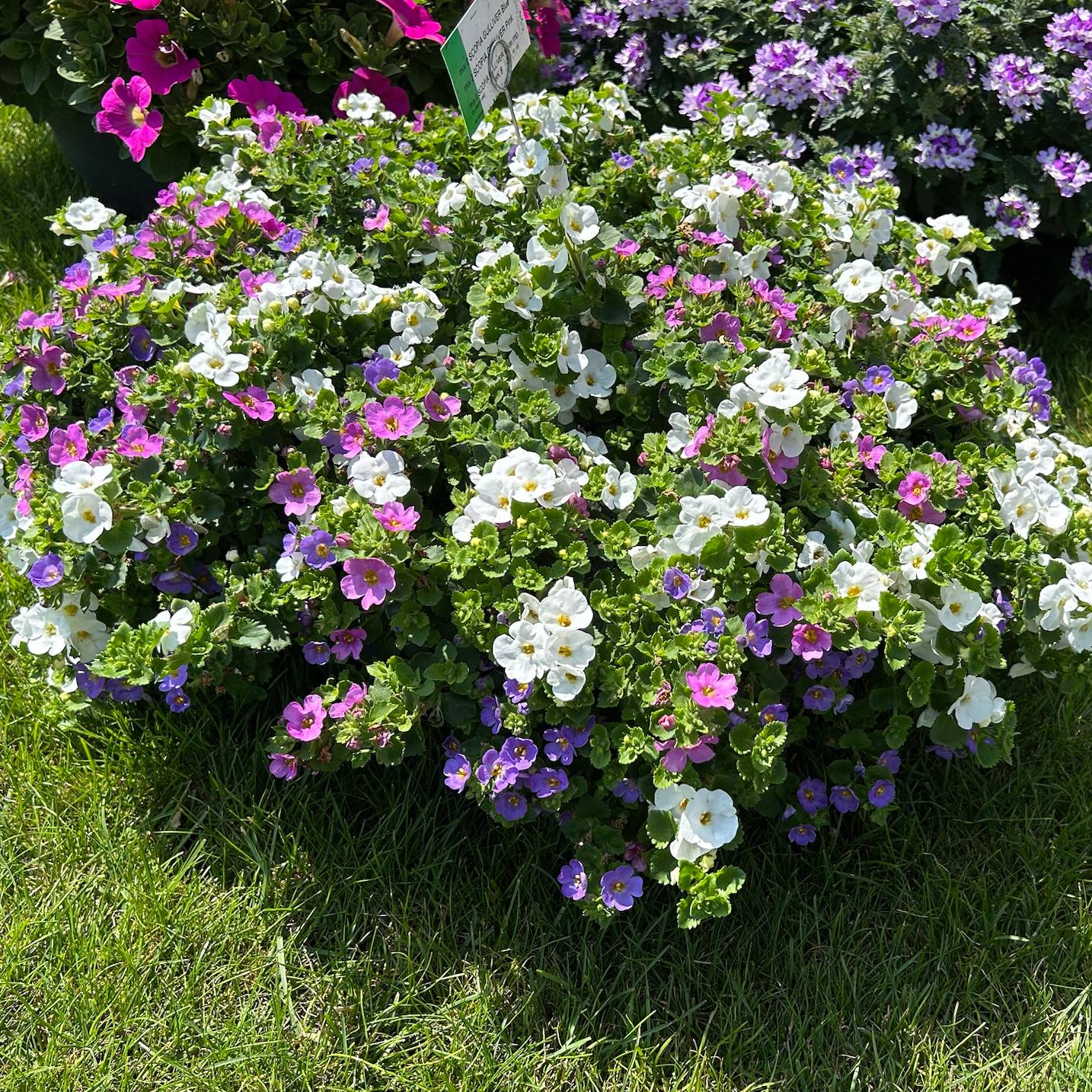 Schneeflockenblume Trio, rosa-weiß-blau, Topf 12 cm Ø, 6 Pflanzen Schneeflockenblume Trio, rosa-weiß-blau, Topf 12 cm Ø, 6 Pflanzen