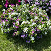 Schneeflockenblume Trio, rosa-weiß-blau, Topf 12 cm Ø, 6 Pflanzen Schneeflockenblume Trio, rosa-weiß-blau, Topf 12 cm Ø, 6 Pflanzen