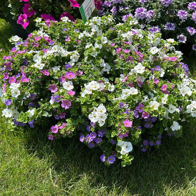 Schneeflockenblume Trio, rosa-weiß-blau, Topf 12 cm Ø, 6 Pflanzen Schneeflockenblume Trio, rosa-weiß-blau, Topf 12 cm Ø, 6 Pflanzen