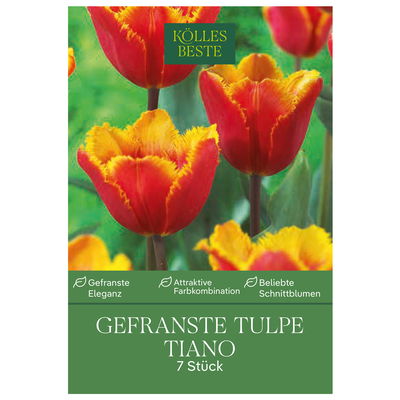 gefranste Tulpen 'Tiano', rot, gelb, Größe 11/12, 7 Blumenzwiebeln