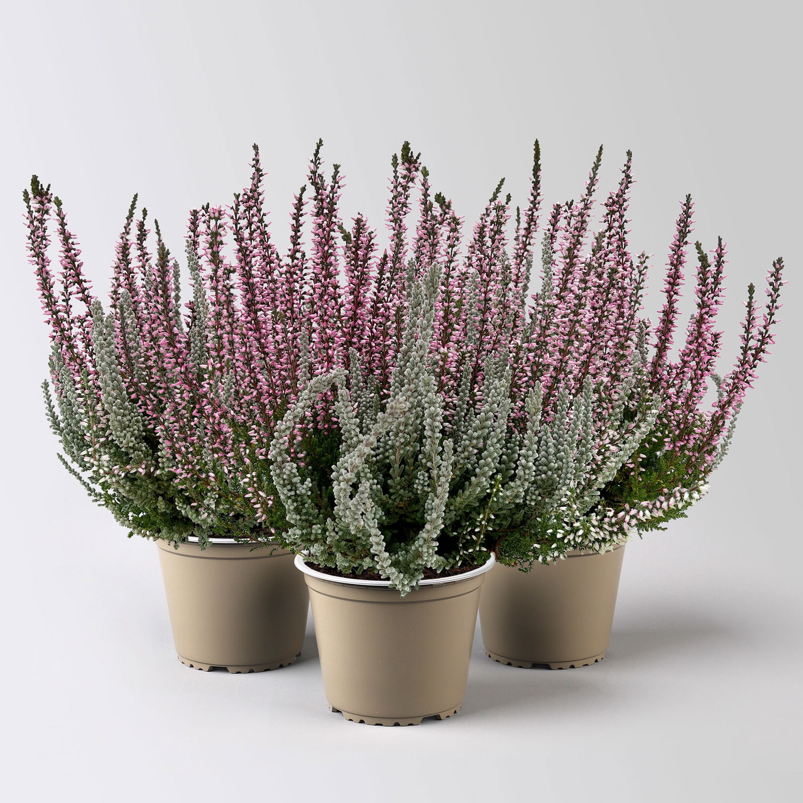 Calluna 'Lönneby' Twin, Fluffy & lila, Topf-Ø 13 cm, 3 Pflanzen