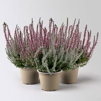 Calluna 'Lönneby' Twin, Fluffy & lila, Topf-Ø 13 cm, 3 Pflanzen