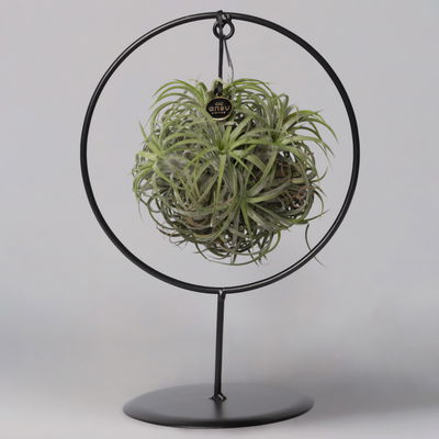 Tillandsia 'Magic Ball' in rundem Metallgestell, 17cm Ø Tillandsia 'Magic Ball' in rundem Metallgestell, 17cm Ø