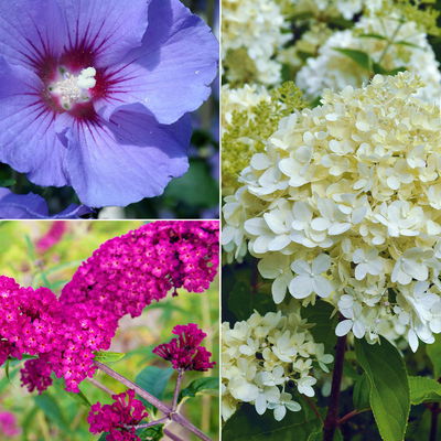 Gehölz-Set Sommerblüher bunt, 3er-Set, Topf 4,6 Liter