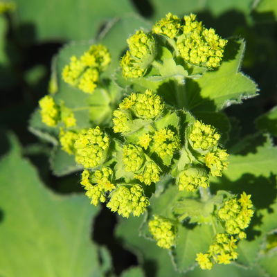 Frauenmantel, grün-gelb, Topf 11x11 cm, 3 Pflanzen Frauenmantel, grün-gelb, Topf 11x11 cm, 3 Pflanzen