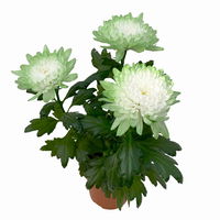 Chrysantheme 'Zembla Make-Upz® Uno Mix, Farben zufällig, Topf-Ø 13 cm, 3er-Set