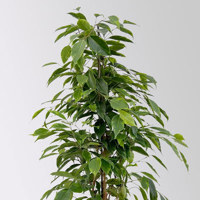 Birkenfeige 'Anastasia' im Keramiktopf Dallas, Topf-Ø 17 cm, Höhe ca. 60 cm