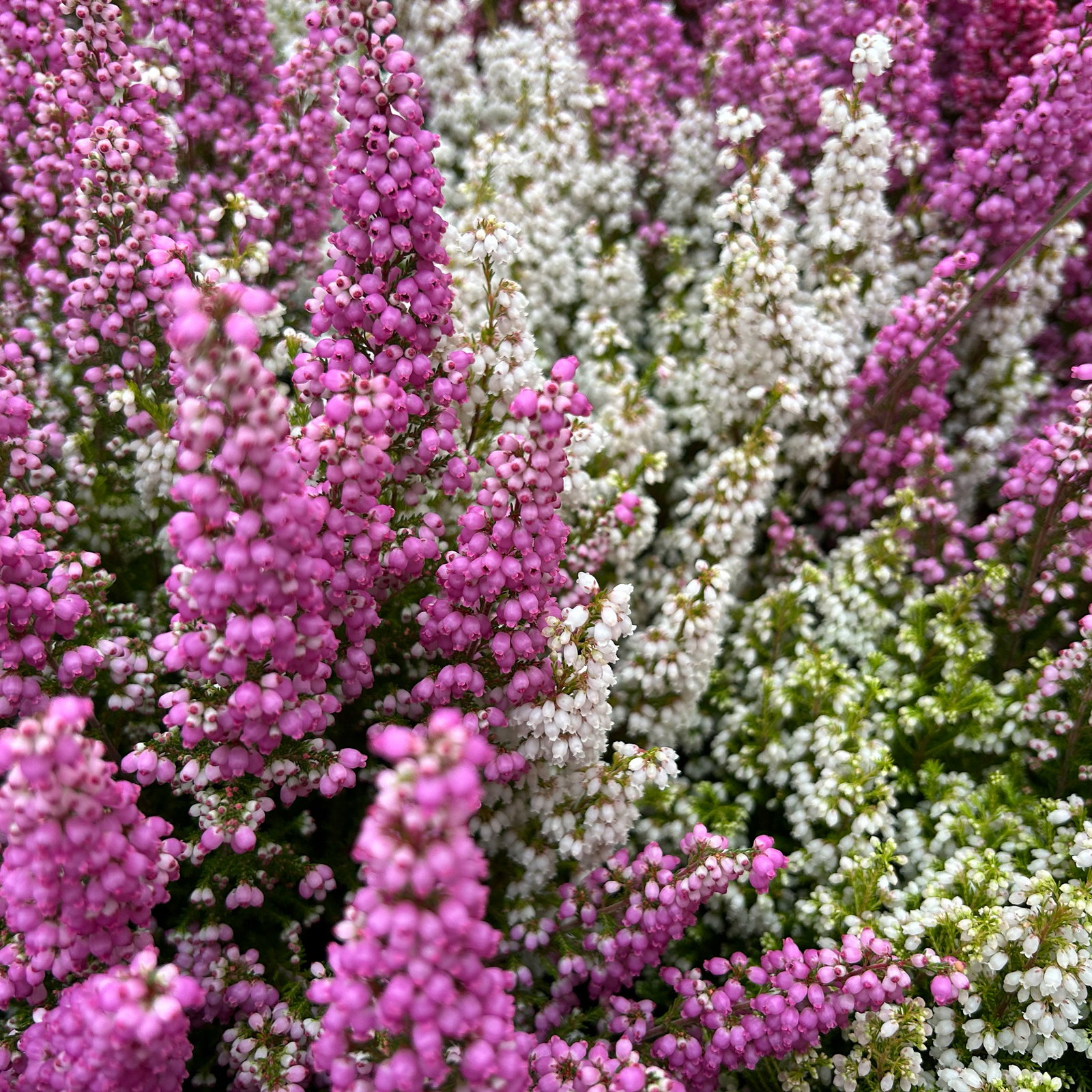Glockenheide 'Duo', rosa-weiß, Topf-Ø 11 cm, 6 Pflanzen Glockenheide 'Duo', rosa-weiß, Topf-Ø 11 cm, 6 Pflanzen