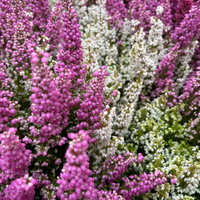 Glockenheide 'Duo', rosa-weiß, Topf-Ø 11 cm, 6 Pflanzen Glockenheide 'Duo', rosa-weiß, Topf-Ø 11 cm, 6 Pflanzen