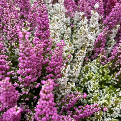 Glockenheide 'Duo', rosa-weiß, Topf-Ø 11 cm, 6 Pflanzen Glockenheide 'Duo', rosa-weiß, Topf-Ø 11 cm, 6 Pflanzen