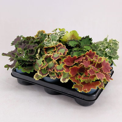 Blattschmuck Geranie, Farbe zufällig, Topf-Ø 10,5 cm, Höhe ca. 25 cm, 8 Pflanzen