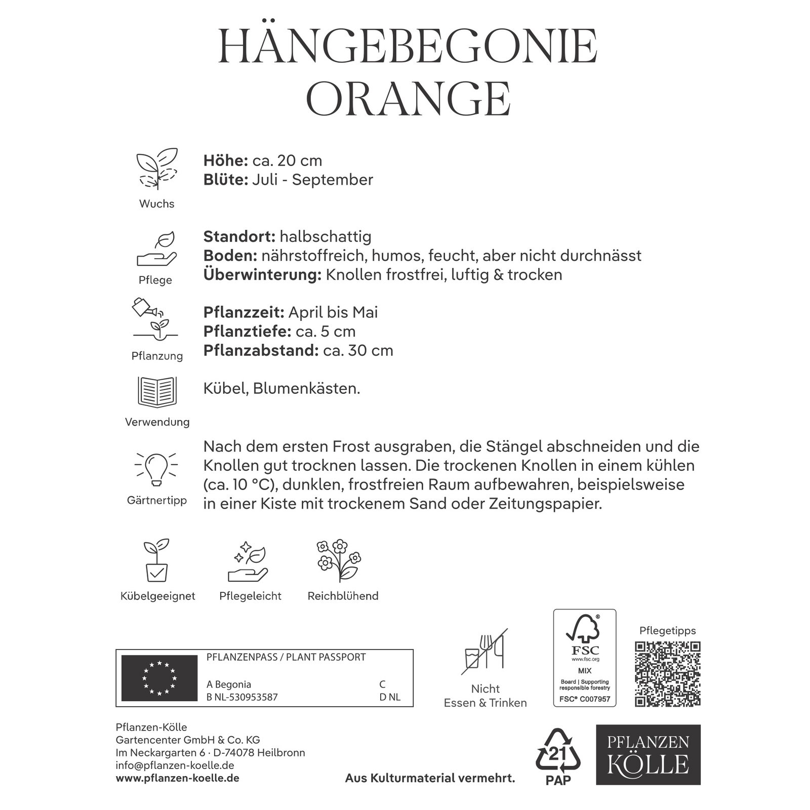 Kölles Beste Hängebegonie, orange, 3 Blumenknollen