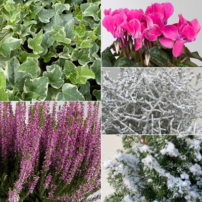 Pflanzenkreation Zauberhafter Winter, 8 Pflanzen + Lichterkette + Erde Pflanzenkreation Zauberhafter Winter, 8 Pflanzen + Lichterkette + Erde