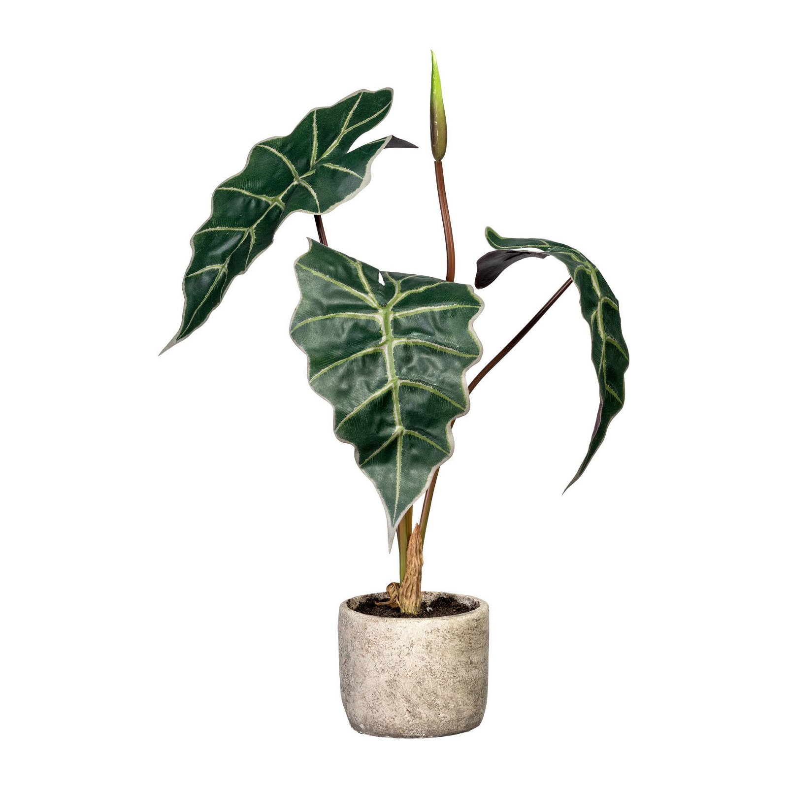 Kunstpflanze Alocasia, Höhe ca. 60 cm