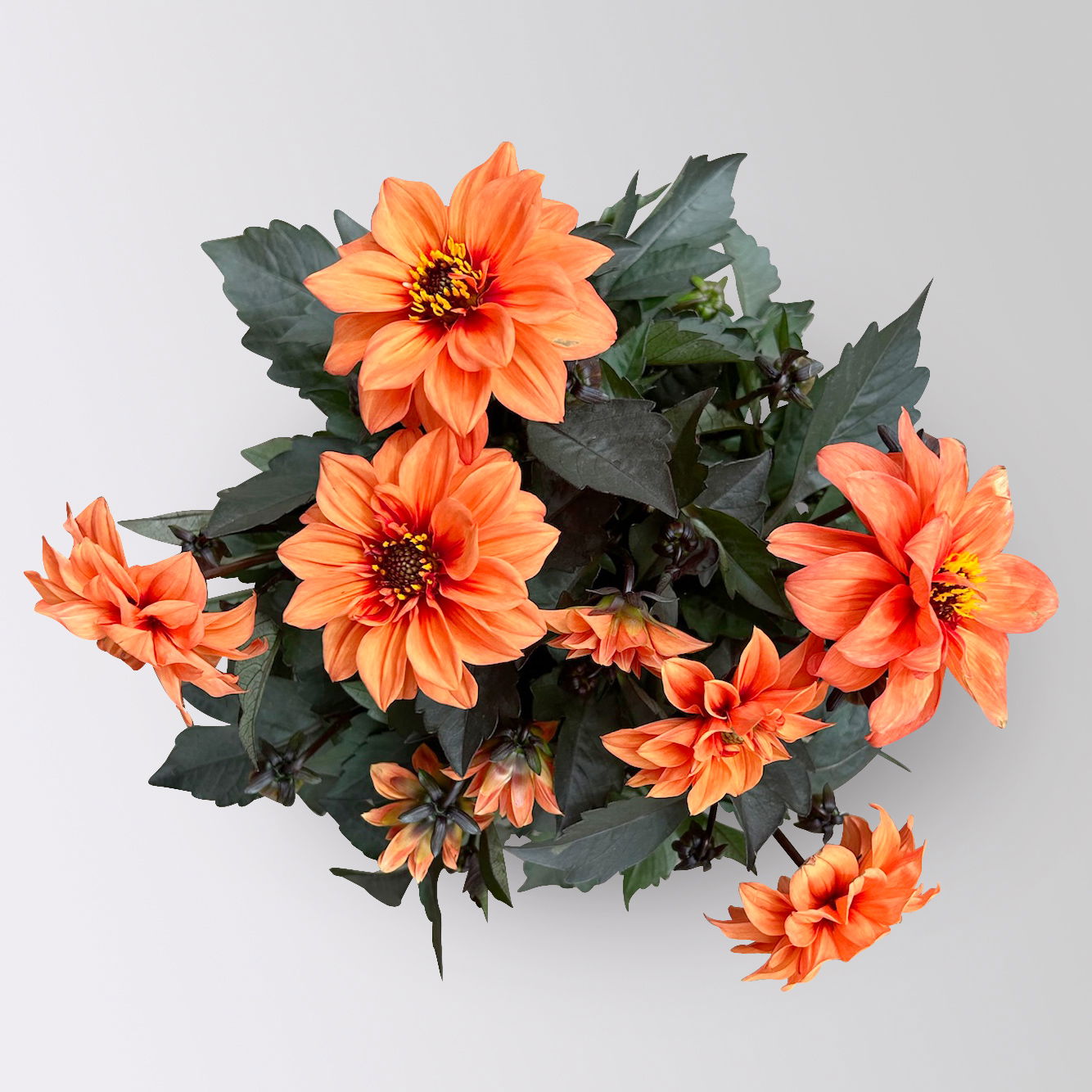 Dahlie, orange, dunkellaubig, Topf-Ø 19 cm, 2 Pflanzen