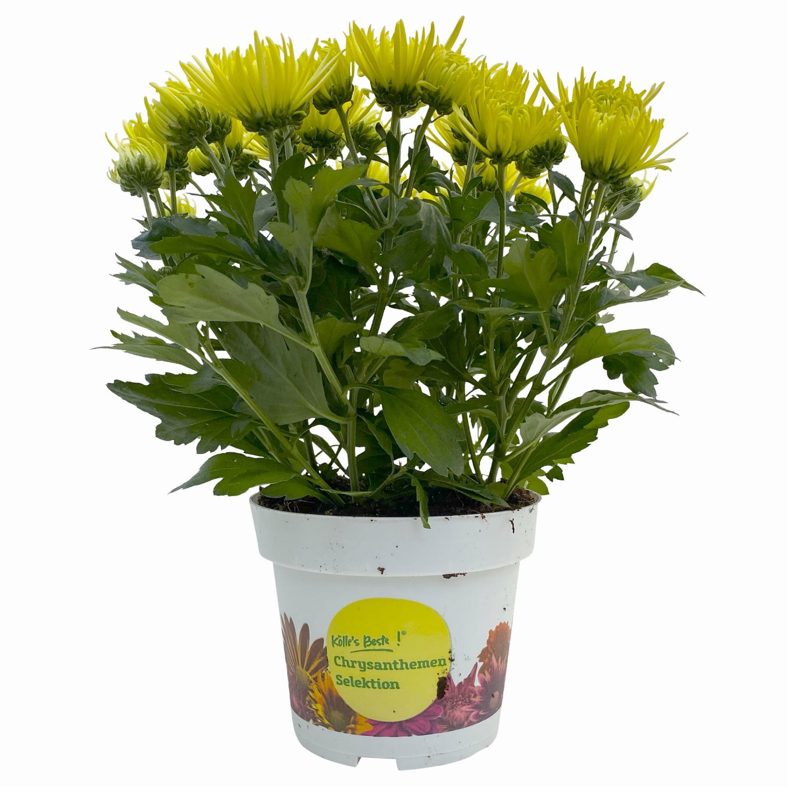 Chrysanthemen Spider Anansi™ Yellow, spinnenblütig, Topf-Ø 14cm, 4er-Set