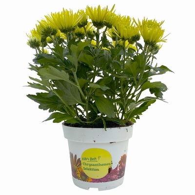 Chrysanthemen Spider Anansi™ Yellow, spinnenblütig, Topf-Ø 14cm, 4er-Set