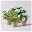 Pflanzenkreation Hortensienzauber, klein, 4 Pflanzen