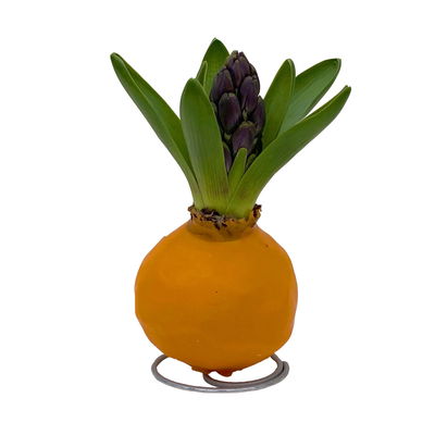 Hyazinthe in Wachs, Farben zufällig, Frühlingsfarben, 4 Stück Hyazinthe in Wachs, Farben zufällig, Frühlingsfarben, 4 Stück