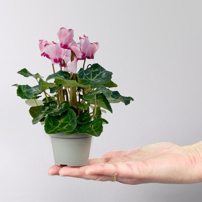 Alpenveilchen 'Victoria', rosa, Mini, Topf-Ø 6 cm, 10 Pflanzen Alpenveilchen 'Victoria', rosa, Mini, Topf-Ø 6 cm, 10 Pflanzen