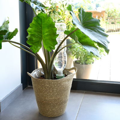 Hozelock Aquasolo Universal Bewässerungskegel, grün, 4 Kegel Hozelock Aquasolo Universal Bewässerungskegel, grün, 4 Kegel