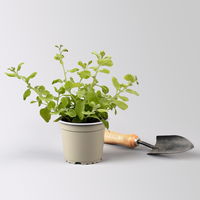 Helichrysum 'Gold', gelblaubig, Topf- Ø 12 cm, 6 Pflanzen
