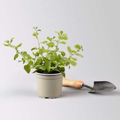 Helichrysum 'Gold', gelblaubig, Topf- Ø 12 cm, 6 Pflanzen