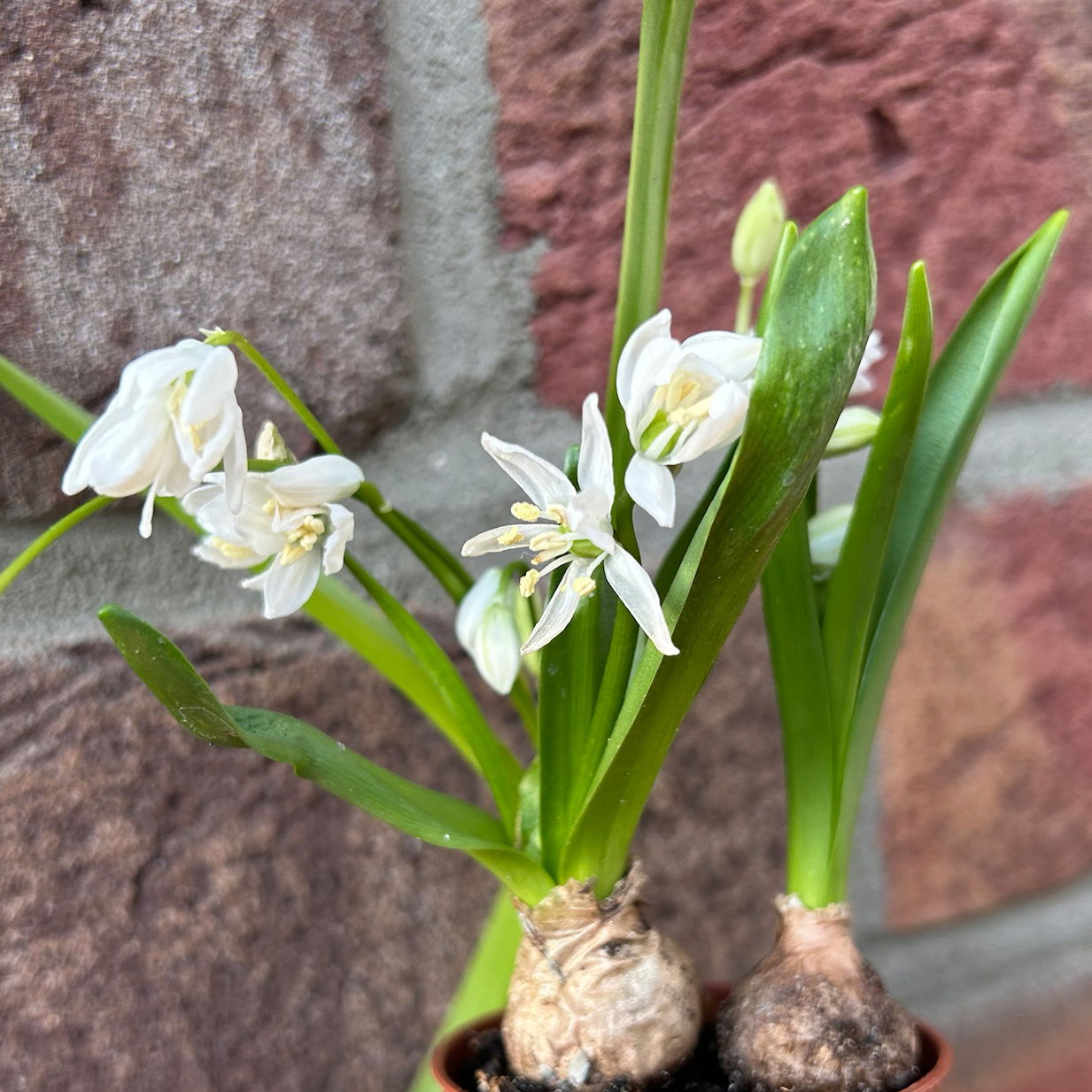 Scilla, weiß, vorgetrieben, Topf-Ø 5 cm, 10 Pflanzen Scilla, weiß, vorgetrieben, Topf-Ø 5 cm, 10 Pflanzen