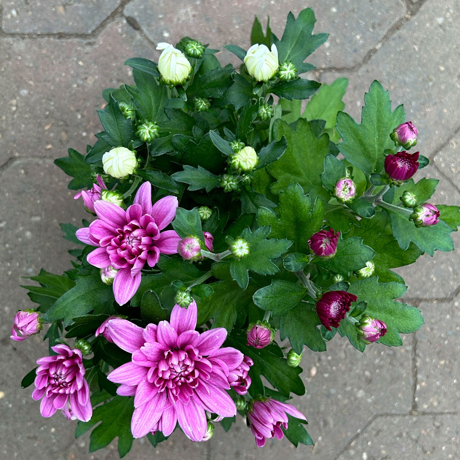 Chrysantheme Trio 'Sweet Melange', weiß-rosa-lila, gefüllt, Topf-Ø 12cm, 6er-Set