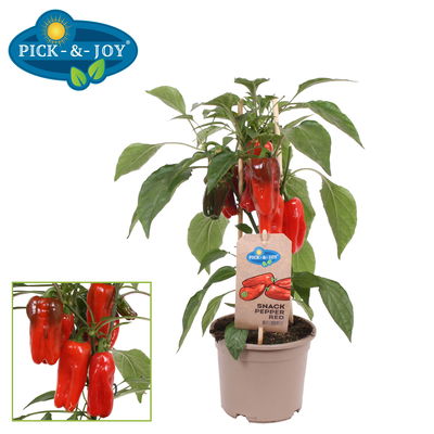 Paprikapflanzen 'Pick-&-Joy® Snack Pepper Red', Topf-Ø 14 cm, 2 Pflanzen Paprikapflanzen 'Pick-&-Joy® Snack Pepper Red', Topf-Ø 14 cm, 2 Pflanzen